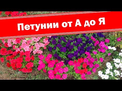 Видео: Петуния от посева до цветения. Как легко выращивать петунии от А до Я