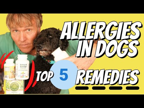 Видео: Аллергия у собак: 5 лучших средств от зуда