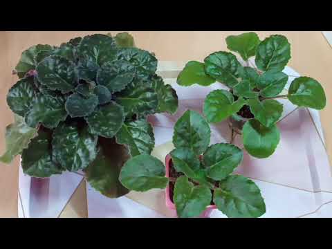 Видео: Особенности пересадки фиалок! Способы пересадки и причины!