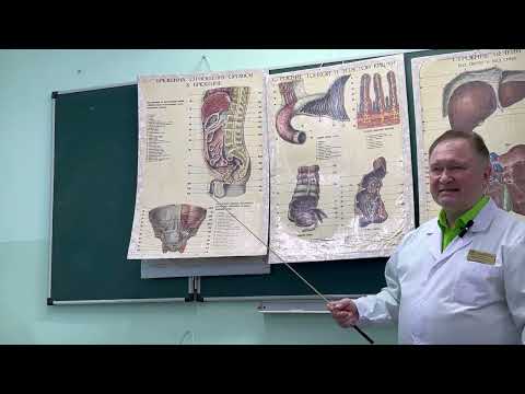 Видео: Лекция "Брюшина, брыжейка, большой и малый сальник"