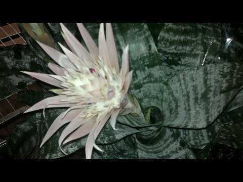 Видео: Эхмея (Aechmea) - бромка серебристая. Уход, омоложение, пересадка, субстрат.