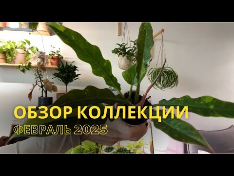 Видео: ОБЗОР КОЛЛЕКЦИИ🌿 ФЕВРАЛЬ 2025