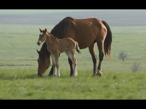 Видео: Весна 2024. В табуне у Виталия.