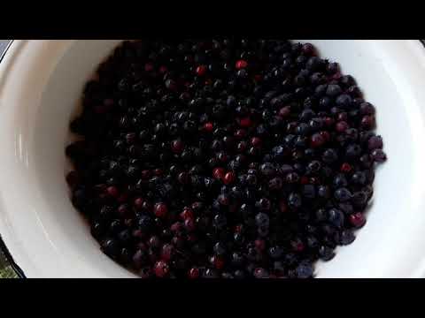 Видео: Витамины с куста. Десерт из ирги и не только.