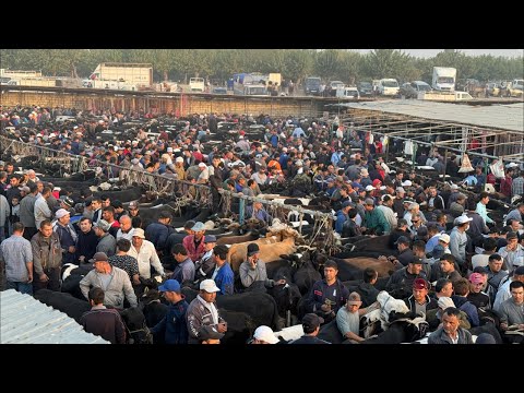 Видео: МОЛБОЗОР МИРЗО в прямом эфире!