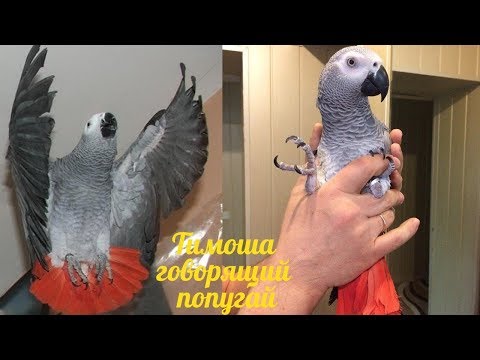 Видео: Тимоша говорящий попугай, порода Жако. Подборка видео #4