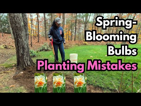 Видео: 8 причин, по которым ваши нарциссы, тюльпаны и другие луковичные растения не цветут весной ❌🪻🌷