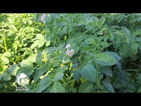 Видео: Мистер "Х" - картофель "Лапоть розовый". Обзор сортов на устойчивость к фитофторозу.