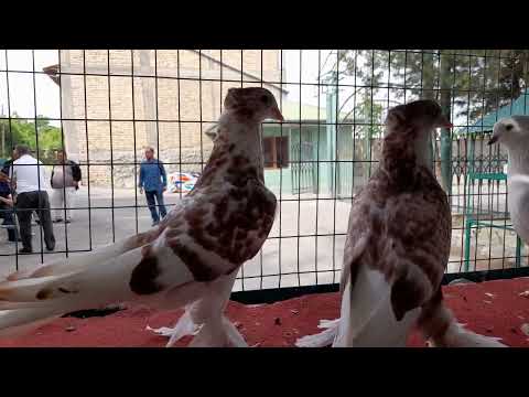 Видео: 26 апреля 2022 г.