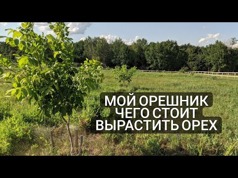 Видео: Про ореховый сад с самого нуля