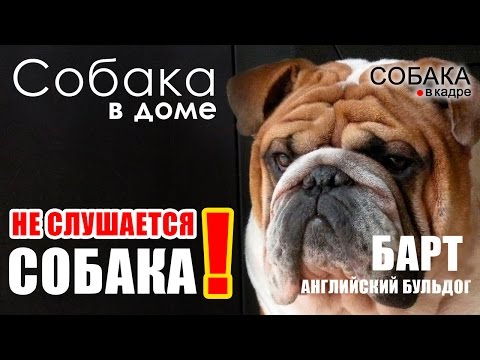 Видео: Английский бульдог. Собака не слушается.