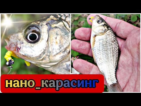 Видео: Ловля карася на мормышку в пруду. Мормышинг 