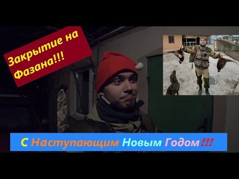 Видео: ОХОТА НА ФАЗАНА! ЗАКРЫТИЕ! ПРЕДНОВОГОДНЕЕ НАСТРОЕНИЕ, СНЕГ И ФАЗАНЧИК!