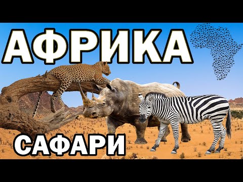 Видео: На сафари в Африка