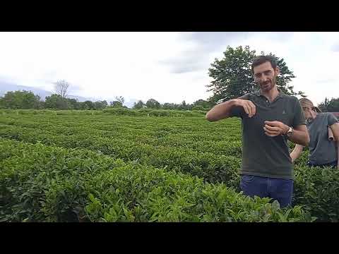 Видео: Абхазия. Экскурсия в село Дурипш Гудаутский район (фрагмент) 26.06.24