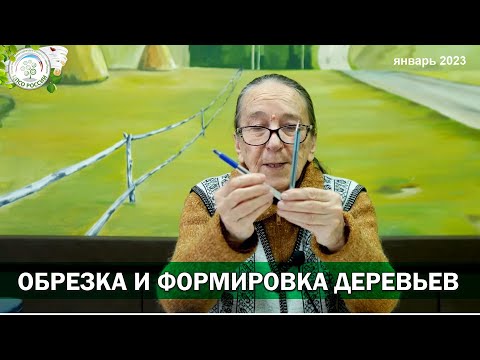 Видео: Тонкости обрезки и формировки плодовых деревьев. Светлана Дмитриевна Айтжанова отвечает на вопросы.