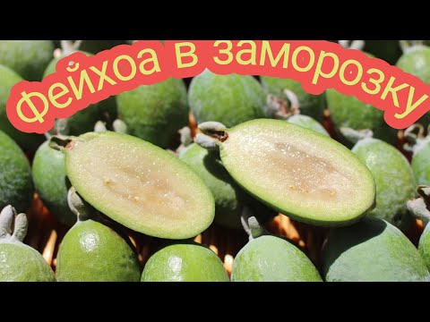 Видео: Фейхоа в заморозку! С минимальным кол-вом сахара! Вкусно, полезно!26.10.2019г.