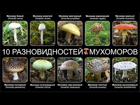 Видео: Топ 10 РАЗНОВИДНОСТЕЙ ГРИБОВ МУХОМОРОВ