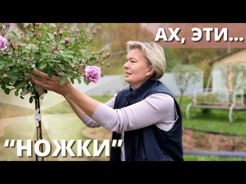 Видео: ШТАМБОВЫЕ РОЗЫ В САДУ. Крылья, крылья....НОГИ!