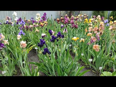 Видео: Майское 2021 цветение ирисов в нашем саду