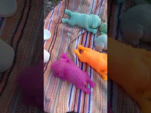 Видео: сквиши собачки купаются в речке