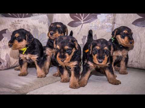 Видео: Эрдельтерьеры ( Airedale )