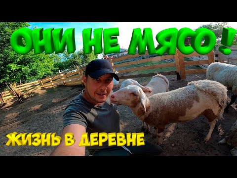 Видео: Расчищаю лес. Навес готов ! [Жизнь в деревне]