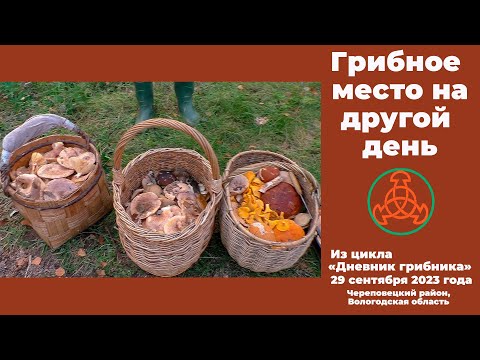 Видео: Грибное место на другой день. Дневник грибника 29 сентября 2023 года.