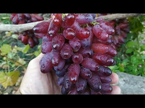 Видео: Маникюр Фингер один из лучших поздних сортов винограда