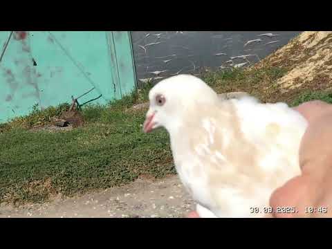 Видео: #Pigeons.Гон голубей во время линки.