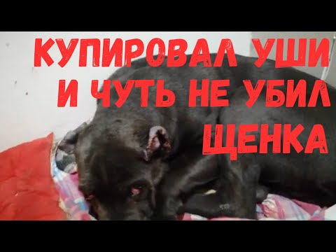 Видео: Купировал уши и чуть не уил щенка