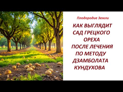 Видео: Излечение погибавшего сада грецкого ореха №665-А/24