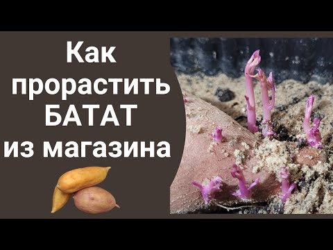 Видео: Как прорастить магазинный клубень батата