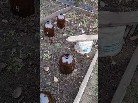 Видео: Работы в саду. Черенкование роз. #сад #работывсаду #розы #черенкованиероз