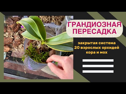 Видео: 20 орхидей ЗА ОДИН РАЗ | Пересадка из магазинных горшков в ЗАКРЫТУЮ систему