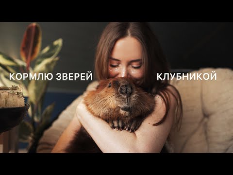 Видео: КОРМЛЮ КЛУБНИКОЙ БОБРА, ЕНОТА И СВИНКУ ❤️