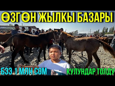 Видео: 1 МЛН БЭЭ ТҮШТҮ🤯 #horse