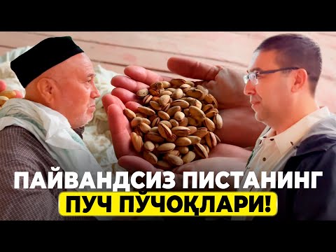 Видео: ПИСТА ЭКМОҚЧИМИСИЗ? АВВАЛ БУ ВИДЕОНИ КЎРИНГ! | ШУҲРАТ АБРОРОВ #shuhratabrorov #pista