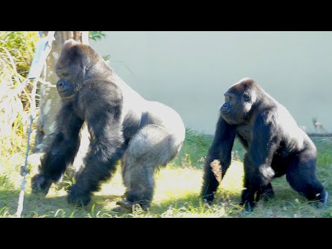 Видео: Самка гориллы успокаивает возбужденного серебряного спина｜Shabani Group