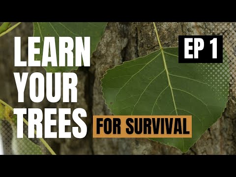 Видео: Лучшие дрова для сжигания в Северной Америке