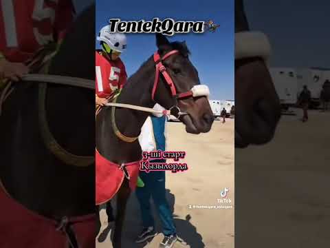 Видео: ТентекҚара 2025 алғашқы бәйге нәтиже!💪🏻🏆