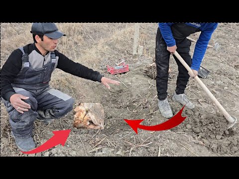 Видео: 🍇Тўғри пайванд – 2 баробар кўпроқ узум♻️✅