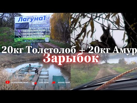 Видео: Водоём ЛАГУНА. Крутояровское лесничество представляет красоту и немного рыбы на озёра города 09.11.