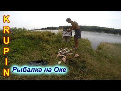 Видео: На Оке в августе. Неожиданно оторвался по лещу на язиной тропе