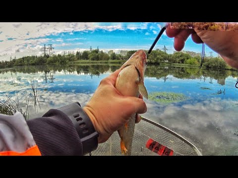 Видео: Такую Жирную ПЛОТВУ мы еще Не ЛОВИЛИ! Крутая Осенняя Рыбалка!