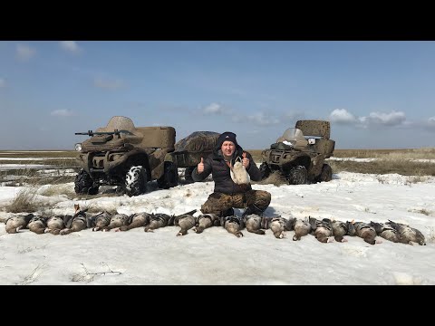 Видео: УШАМИ ДЯДИ СЕМЫ НАШЛИ ТЫСЯЧИ ГУСЕЙ НА ОЗИМОМ ПОЛЕ! Весенняя охота 2021