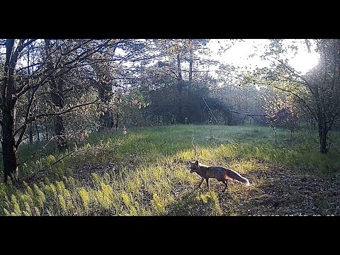 Видео: Фотоловушка Suntek HC-900M. (1 мая - 20 июня) Гродненская обл. Беларусь.