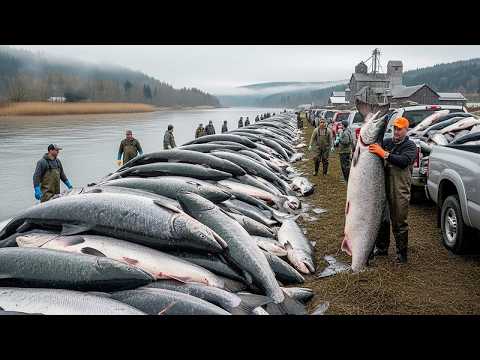 Видео: Шокирует: траление и добыча лосося!