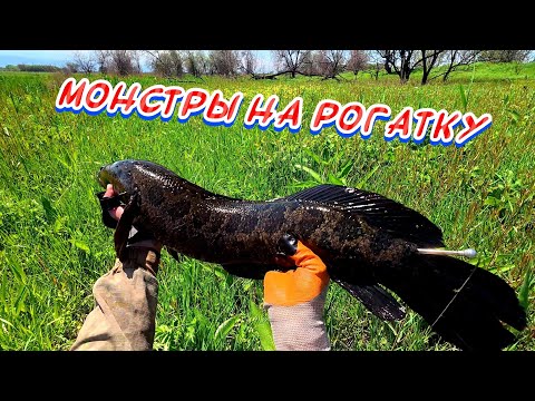 Видео: Монстры Против Рогатки-Победа За Мной-Лучшая Рогатка На Данный Момент#2025#рекомендации#youtube#top