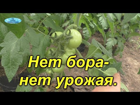 Видео: Обязательная обработка томатов бором. Это ОЧЕНЬ поможет сохранить завязи.